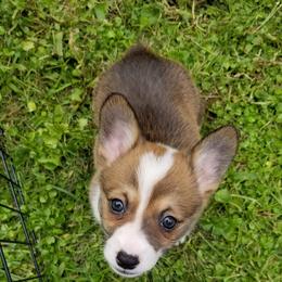 American Corgi and Pembroke Welsh Corgi Puppies from Whimsical Treasure Corgis