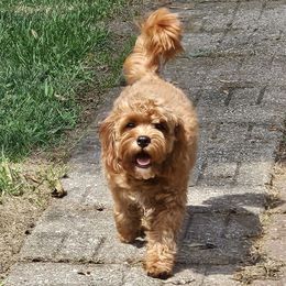 Lilly - Cavapoo