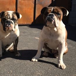 Bulldogs from Velvet's Bulldogs