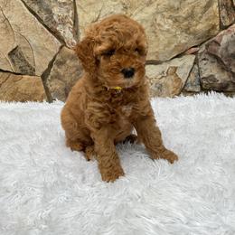 Matilda - Red  female Goldendoodle puppy in Fairmont, West Virginia from Mountainside Doodles, LLC