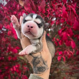 Drought - Gray and white female Siberian Husky puppy in Addison, Michigan from Gray Run Siberian Huskies