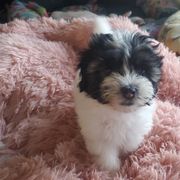 Lowchen Puppies from Sugar Plum Löwchen