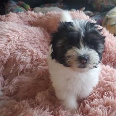 Lowchen Puppies from Sugar Plum Löwchen