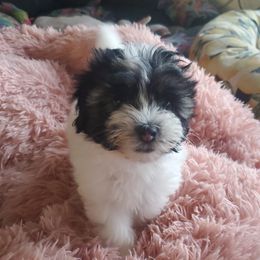 Lowchen Puppies from Sugar Plum Löwchen