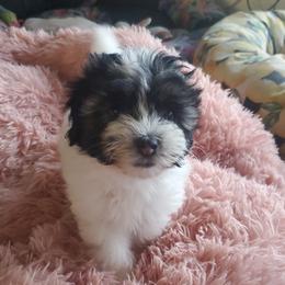 Lowchen Puppies from Sugar Plum Löwchen