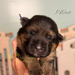 Blue - Black and red male German Shepherd puppy in Orlando, Florida from AceHaven Canines