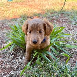 F1B Goldendoodle River - Red  male Goldendoodle puppy in Redding, California from Casa Delarosa Collective Poodles & Doodles