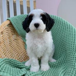 Wormtail - Tri-color male Bernedoodle puppy in Apache Junction, Arizona from Coffey House Doodles