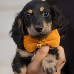 Hamlet - Black and cream male Dachshund puppy in Memphis, Tennessee from Lone River Dachshunds