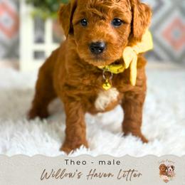 Theo - Red  male Goldendoodle puppy in Atlanta, Georgia from Teddy Puppies