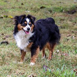 Raven  - Toy Australian Shepherd