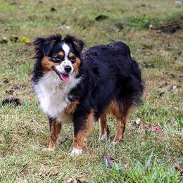 Raven  - Toy Australian Shepherd