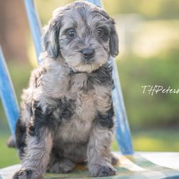 Aussiedoodles and Goldendoodles from All American Doodle
