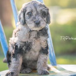 Aussiedoodles and Goldendoodles from All American Doodle