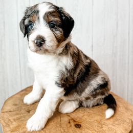 'Pearl' - Blue merle female Aussiedoodle puppy in Arlington, Washington from Doodle Love Laugh
