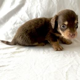 Light Blue - Chocolate and cream male Dachshund puppy in Silver Springs, Florida from DeMarsh's Dachshunds