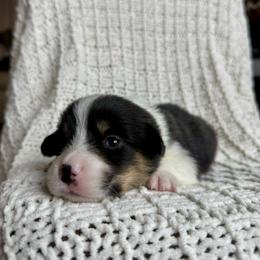 Light Green Male - Black and tan male Pembroke Welsh Corgi puppy in La Porte City, Iowa from Cedar River Corgis