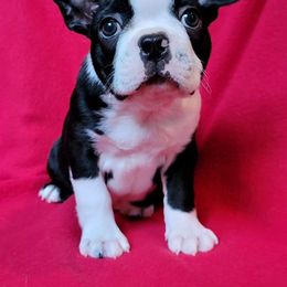 Bogey (Lumo) - Black and white Boston Terrier puppy in New Hampshire from Punk Kennels