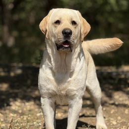 Tucker - Labrador Retriever