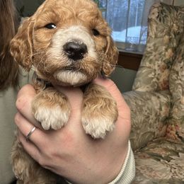 Atlantic Giant - Phantom male Poodle puppy in St. Johnsbury, Vermont from Poodles of the Northern Woods