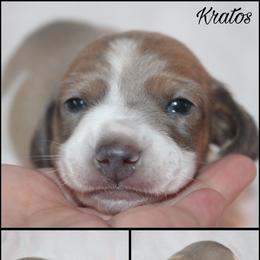 Kratos - Gray (blue) and tan male Dachshund puppy in South Webster, Ohio from Griffith’s Gorgeous Dachshunds