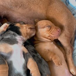 Dachshund Puppies from Marble Dachshunds
