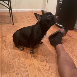 Royal - French Bulldog