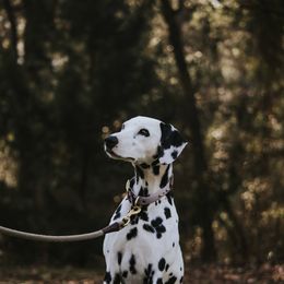Isla - Dalmatian