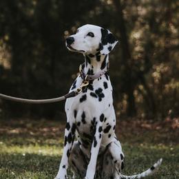 Isla - Dalmatian