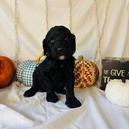 Forest - Black male Goldendoodle puppy in Cedartown, Georgia from Loyal Doodles