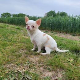 Theo - Chihuahua