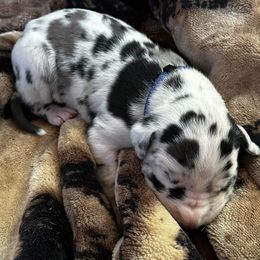 Jax - Harlequin male Great Dane puppy in Missouri from Daniels Danes