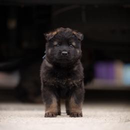 German Shepherd Puppies from FuryHaus German Shepherds