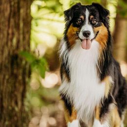 Potter - Australian Shepherd
