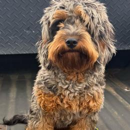 Navy - Cavapoo