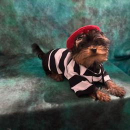 SB boy - Blue and gold male Yorkshire Terrier puppy in Alburnett, Iowa from Hobbs Shire Yorkies
