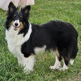 Celeste - Shetland Sheepdog