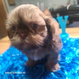 Puppy 1 - Liver male Shih Tzu puppy in Belleville, Michigan from Patricia's Heavenly Earth Angels