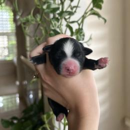 Miniature Australian Shepherd and Toy Australian Shepherd Puppies from Hailey's Miniature Australian Shepherds