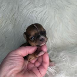 Sable Girl - Black sabled fawn female Chihuahua puppy in Fargo, North Dakota from Wild Prairie Chihuahuas