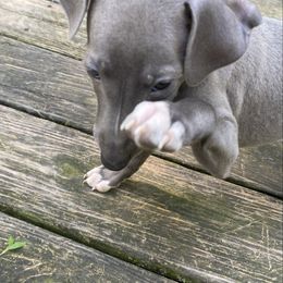 B2 - Blue male Italian Greyhound puppy in Frederick, Maryland from Celeste Italian Greyhounds