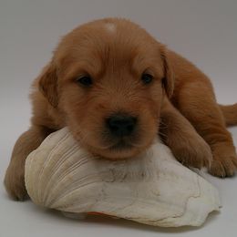 Diamond - Golden male Golden Retriever puppy in Salem, Oregon from Oregon Rose Goldens