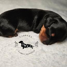 Deena - Black and tan female Dachshund puppy in Modesto, California from Cabrera Family Kennels