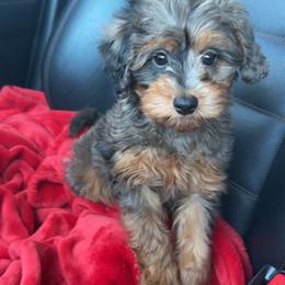 Archer - Merle male Goldendoodle puppy in Austin, Texas from Doodles of Central Texas