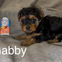 Gabby - Black & tan tri-color female Morkie puppy in Seneca, Missouri from M.Y. Morkies and Yorkies