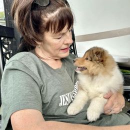 Shetland Sheepdog Puppies from September Morning Shelties