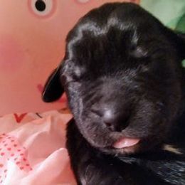 Labradoodles from Bonner Doodle Babies