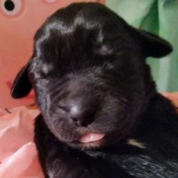 Labradoodles from Bonner Doodle Babies