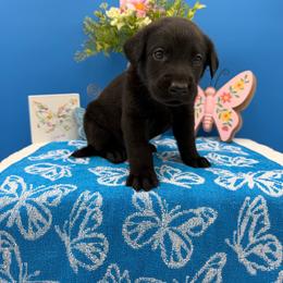 Yellow - Black male Labrador Retriever puppy in Heath Springs, South Carolina from Rich Hill Retrievers