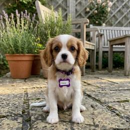 Rosie - Blenheim female Cavalier King Charles Spaniel puppy in Pennsylvania from Julie's Cavalier King Charles Spaniels